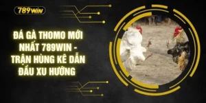 Đá Gà Thomo Mới Nhất 789WIN - Trận Kê Dẫn Đầu Xu Hướng